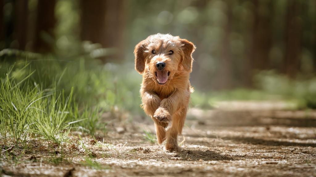Basset Fauve de Bretagne