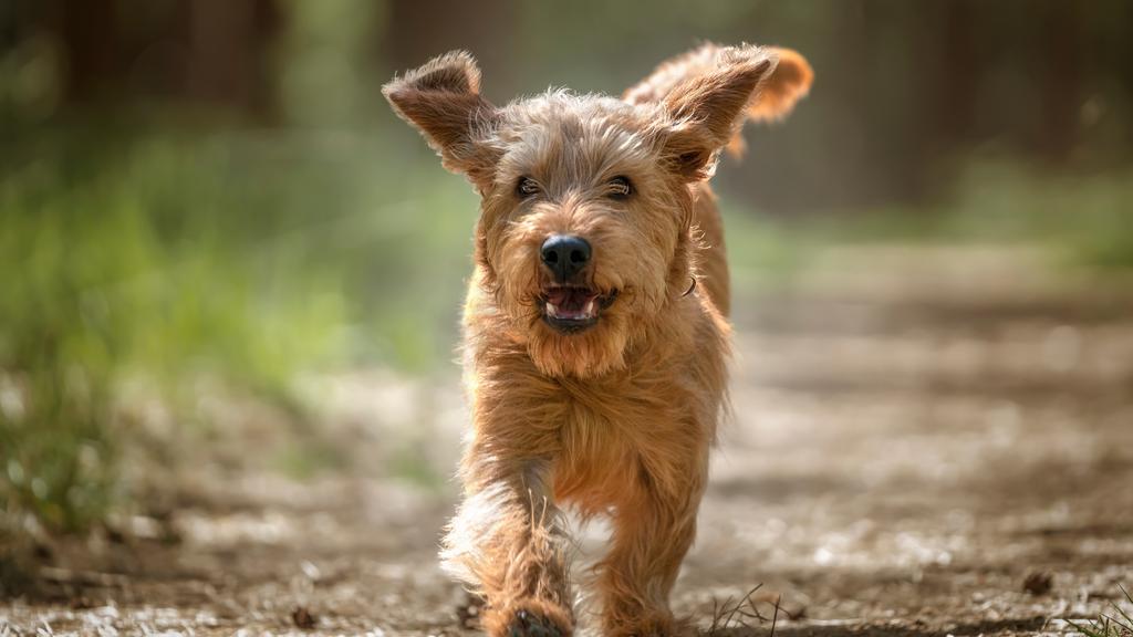 Suitability for First-Time vs. Experienced Owners icon