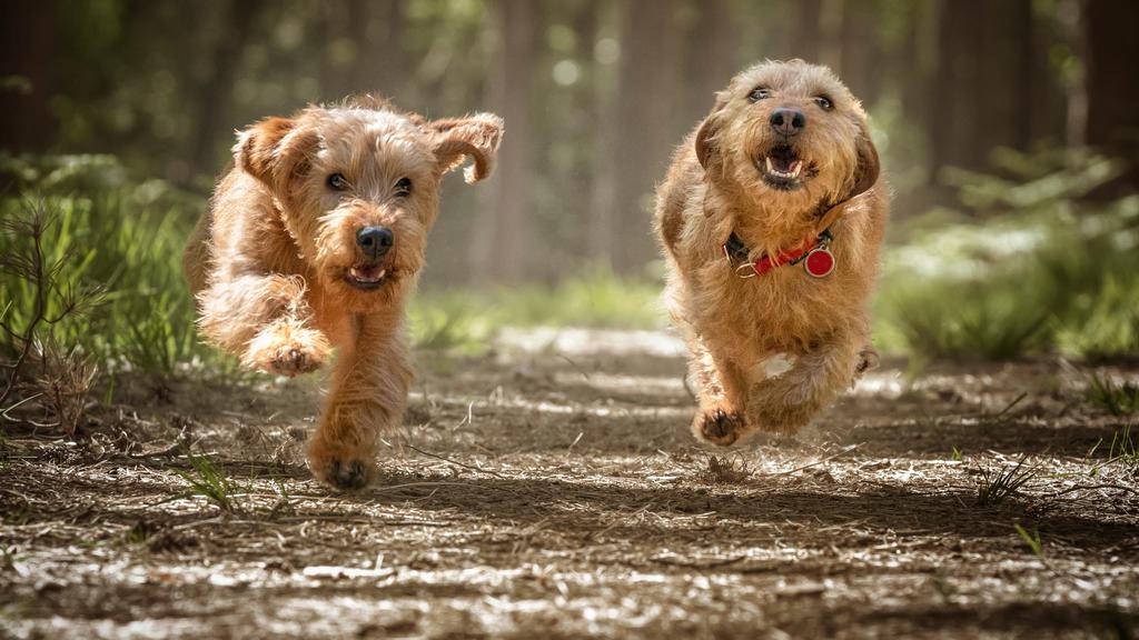 Basset Fauve de Bretagne