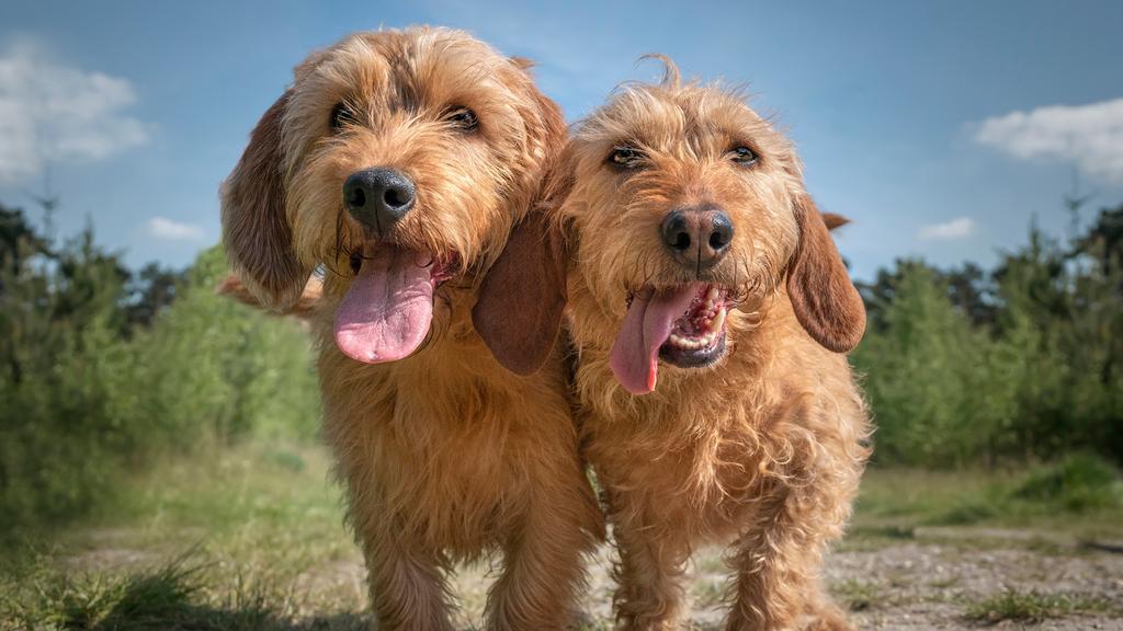 Adoption vs. Breeder Considerations icon