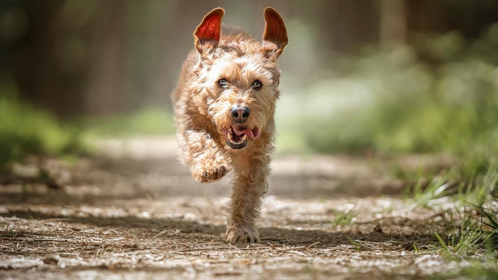 Basset Fauve de Bretagne