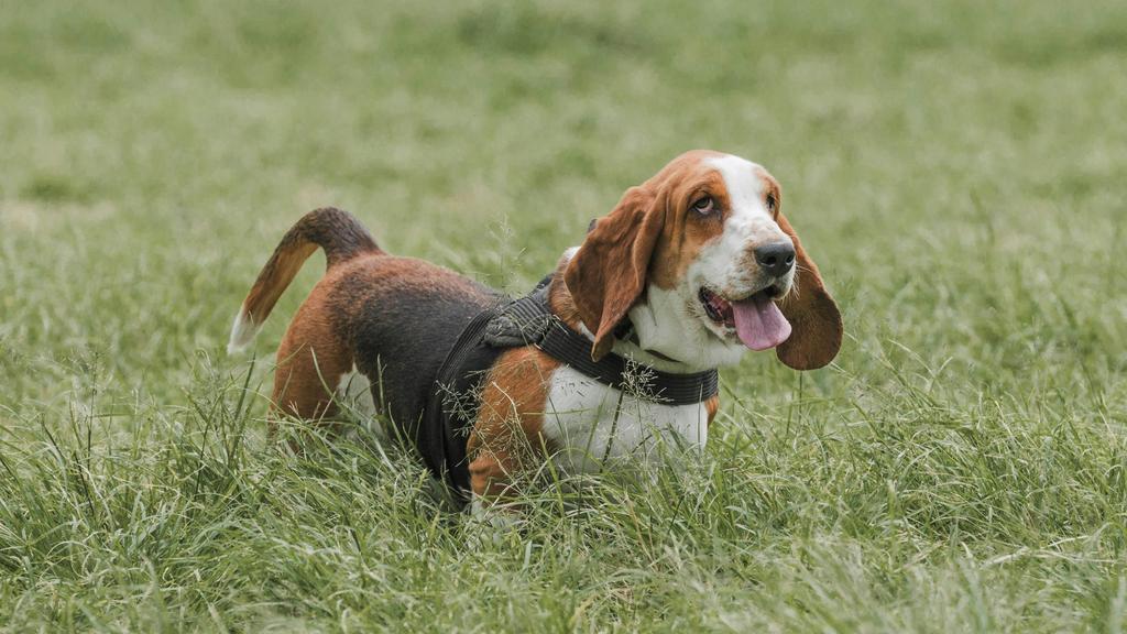 Basset Hound