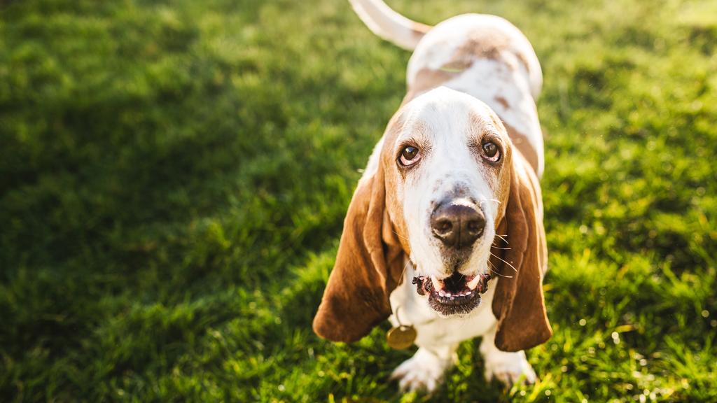 Basset Hound