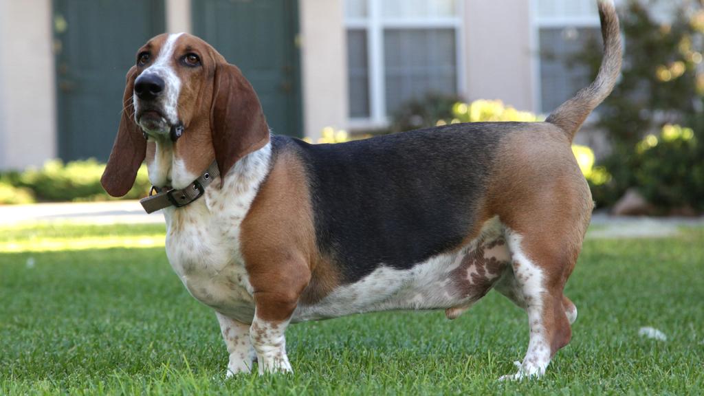 Grooming & Health icon