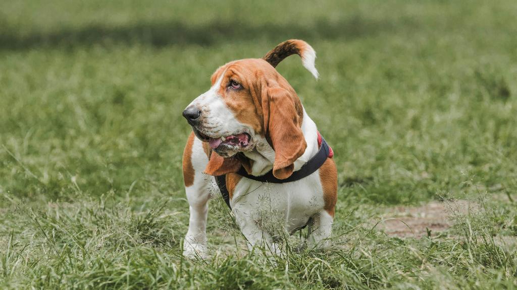 Basset Hound