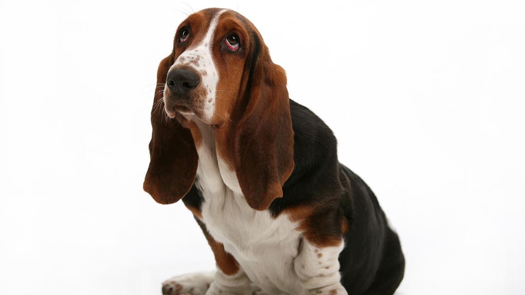 Life Stage Considerations icon