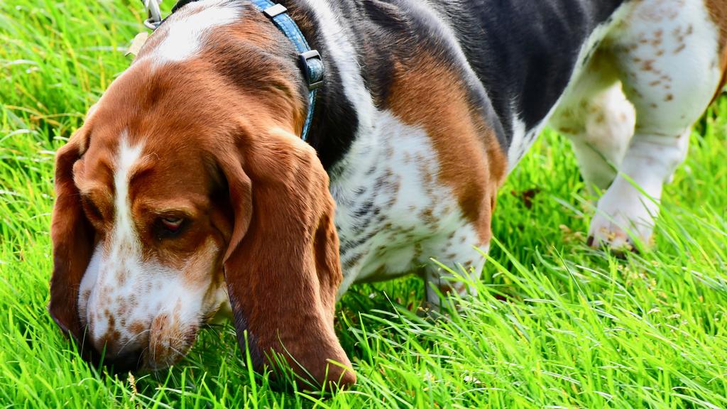 Basset Hound