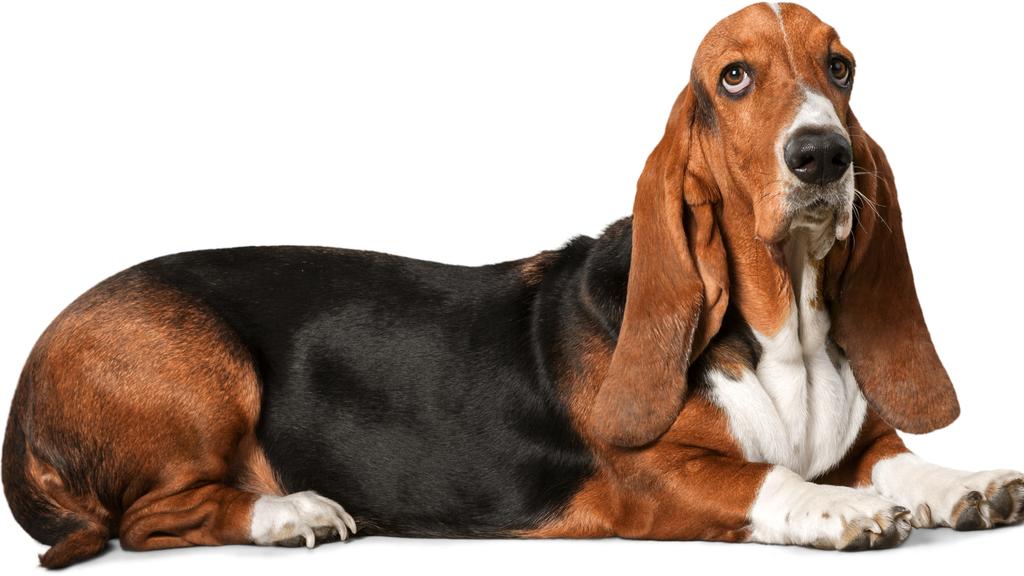 Basset Hound