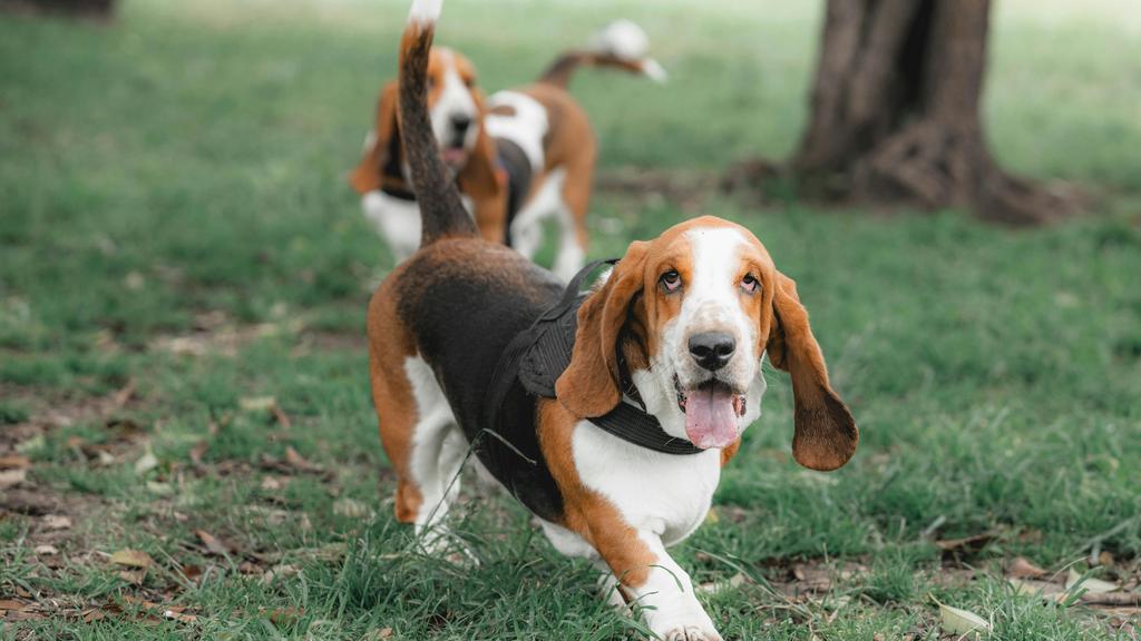 Basset Hound