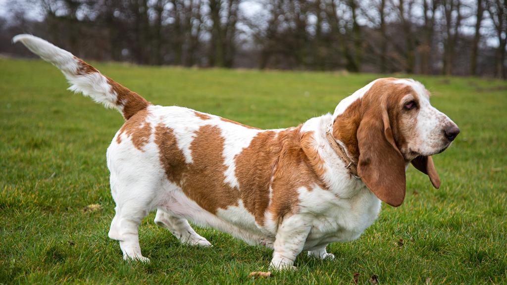 Basset Hound