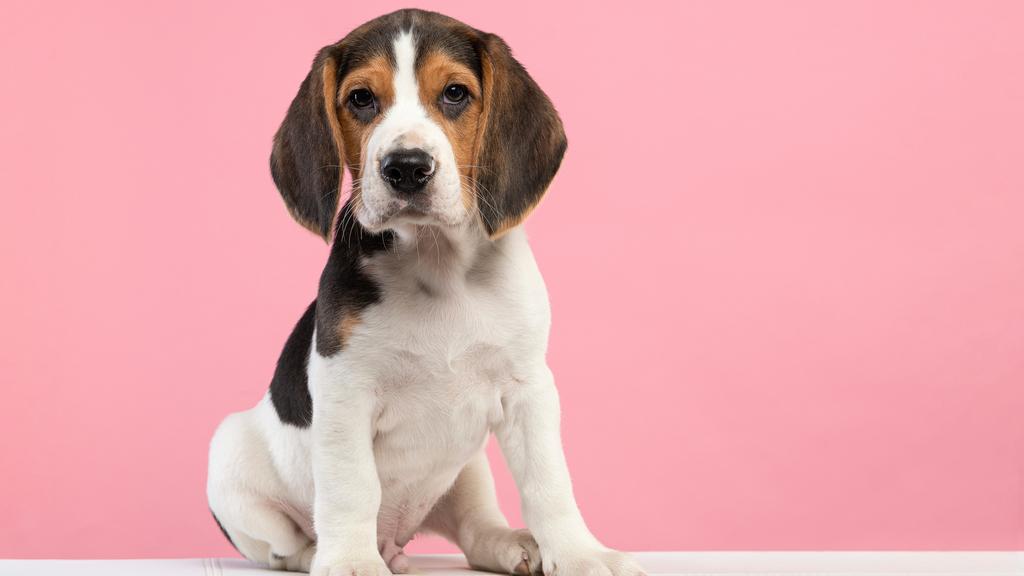 Beagle