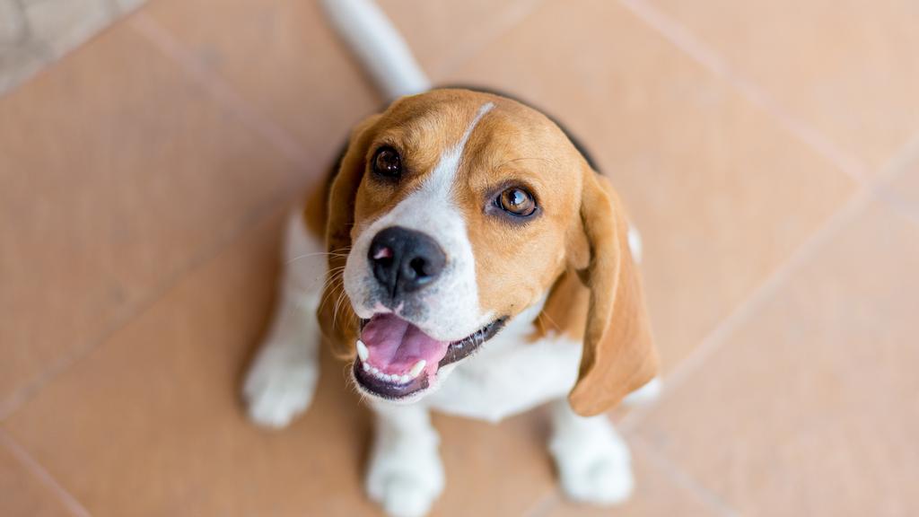 Temperament & Behavior icon