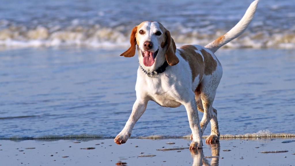 Beagle