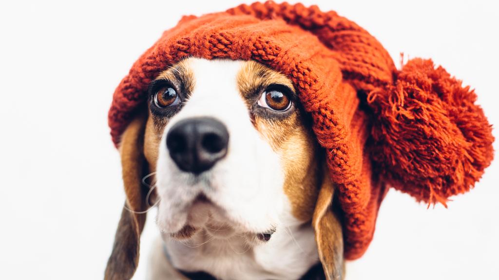 Beagle
