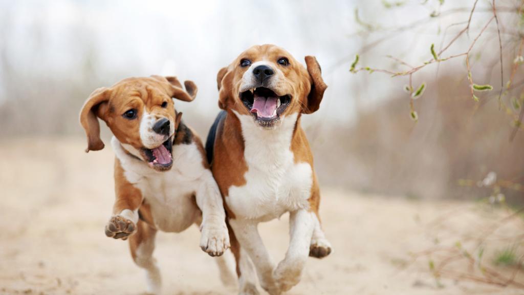 Beagle