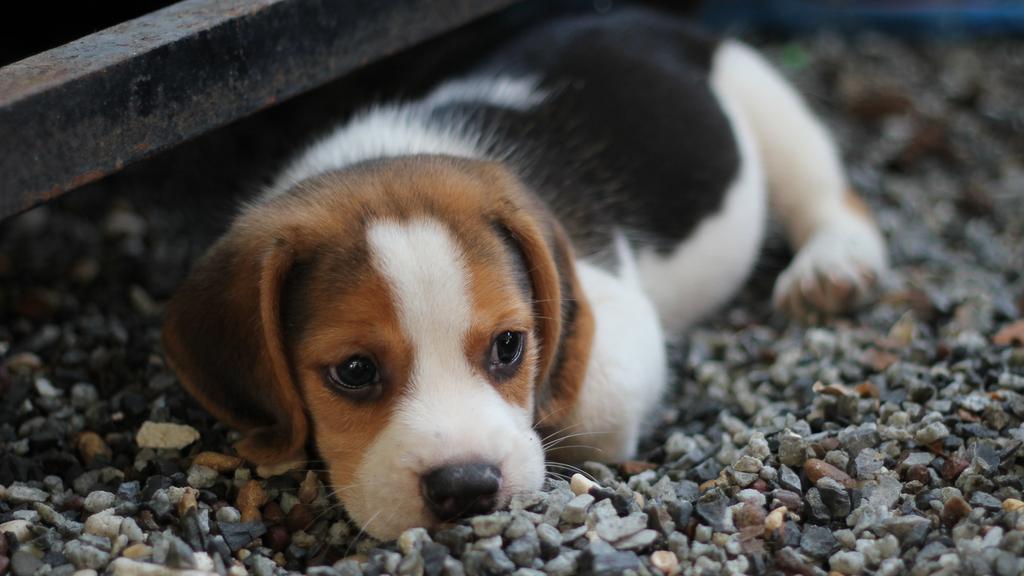 Beagle