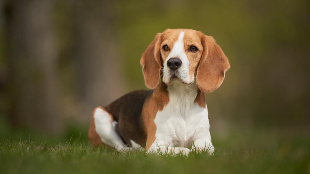 Adoption vs. Breeder Considerations icon