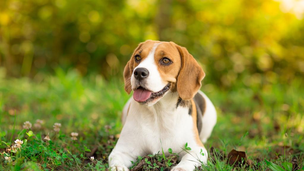 Beagle