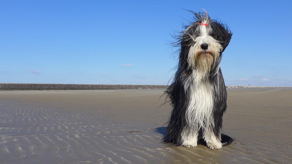 Bearded Collie