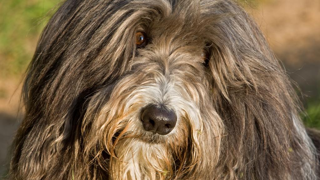 Bearded Collie