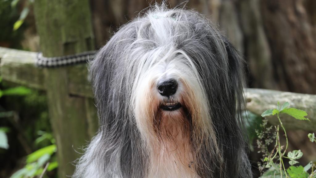 Bearded Collie