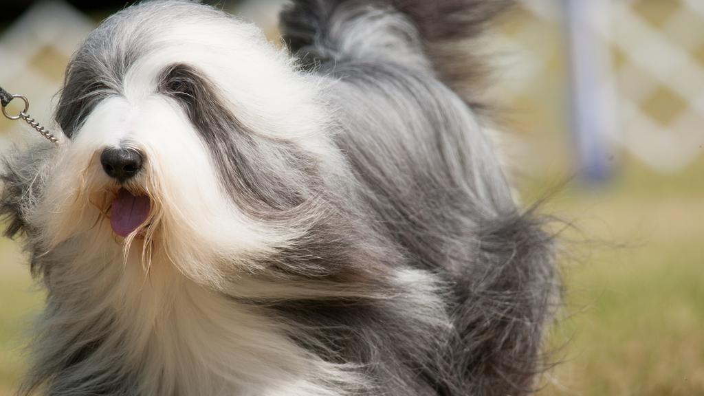 Bearded Collie
