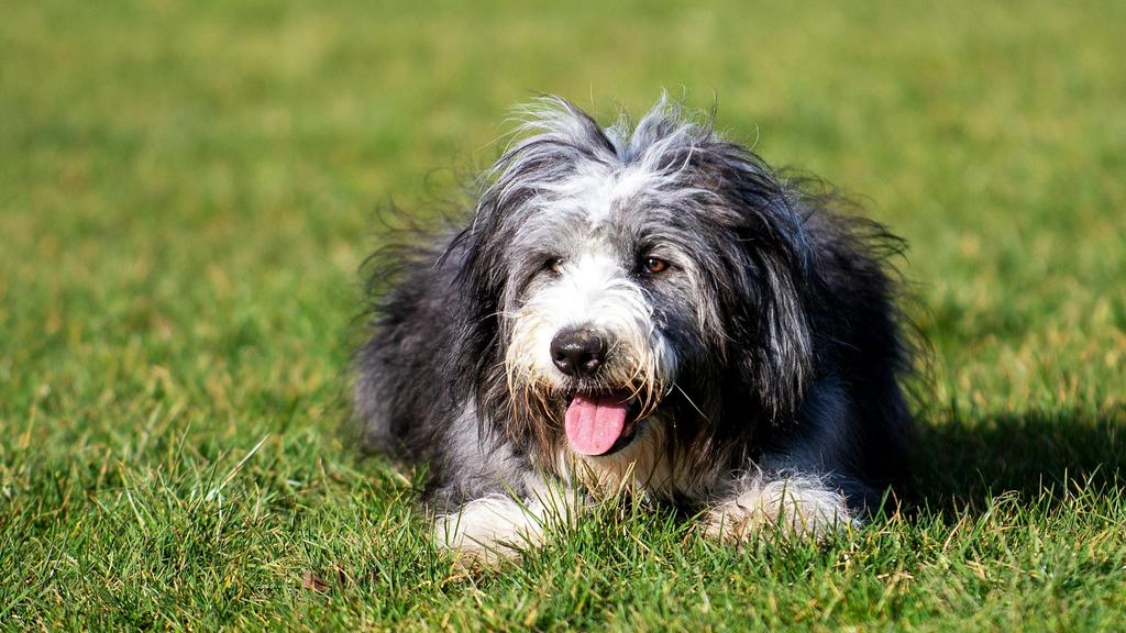 Bearded Collie
