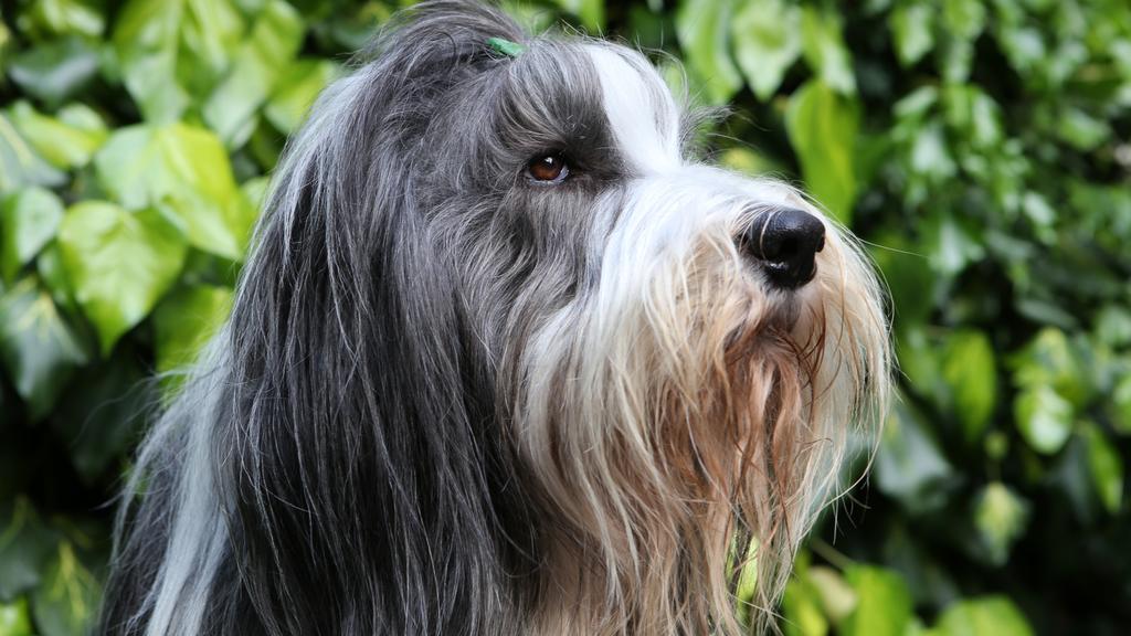 Bearded Collie