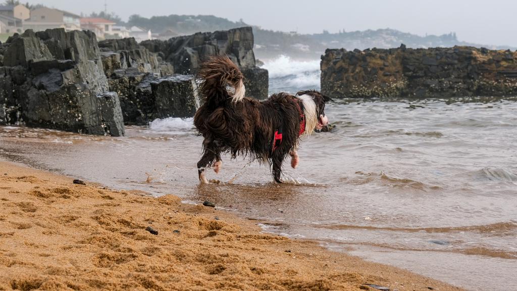 Bearded Collie