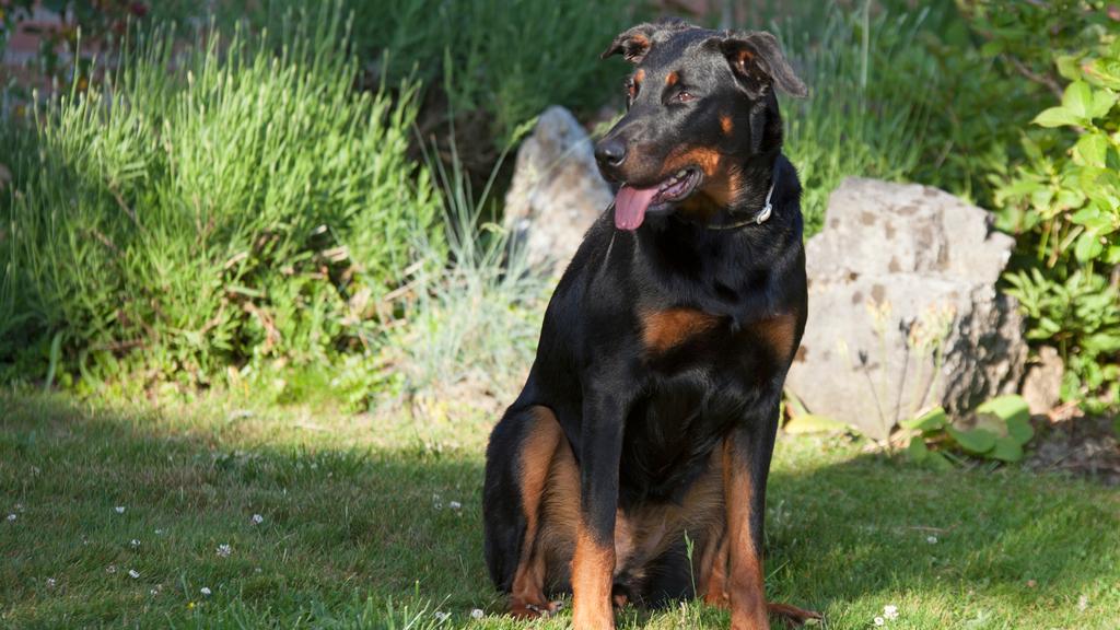 Beauceron