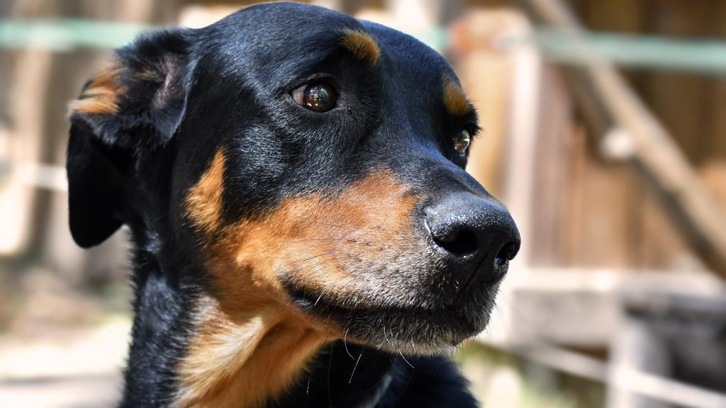Beauceron
