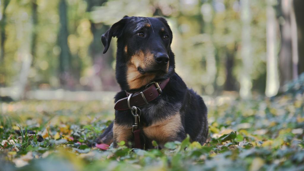 Exercise & Activity Needs icon