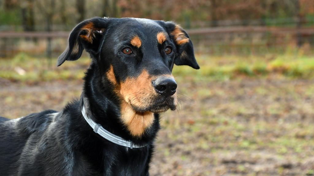 Beauceron