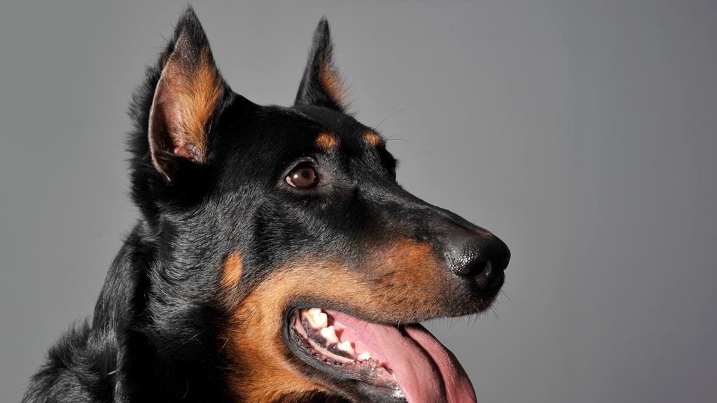 Beauceron