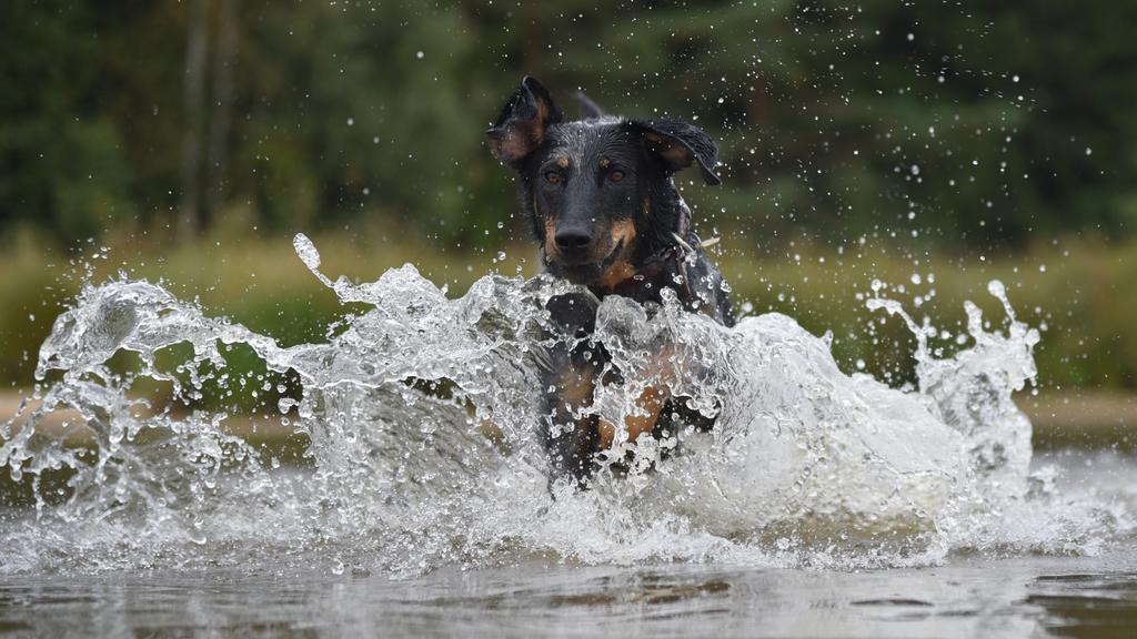 Beauceron