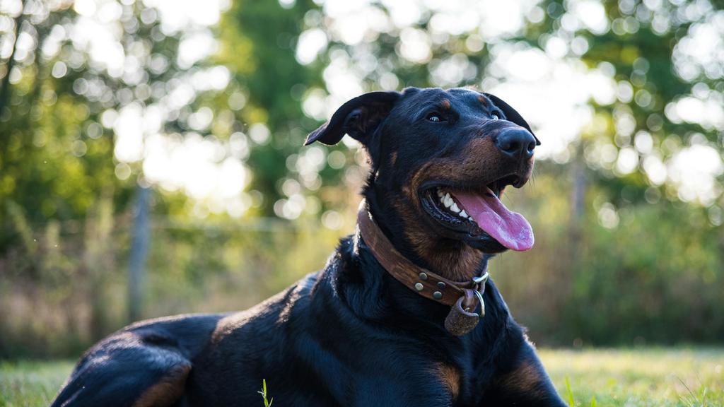 Adoption vs. Breeder Considerations icon