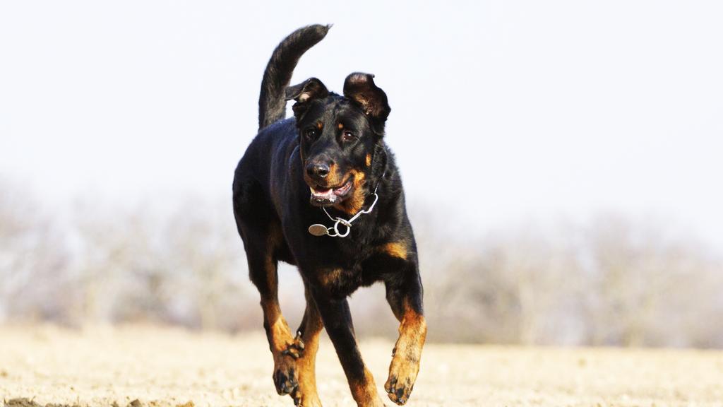 Beauceron