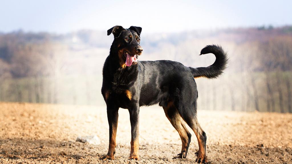 Beauceron
