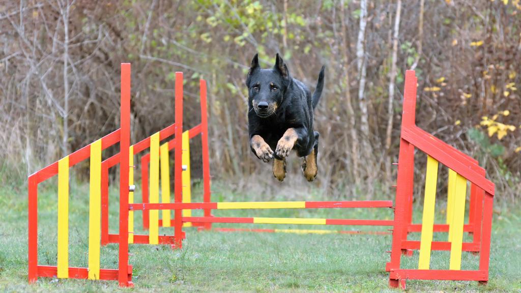 Life Stage Considerations icon