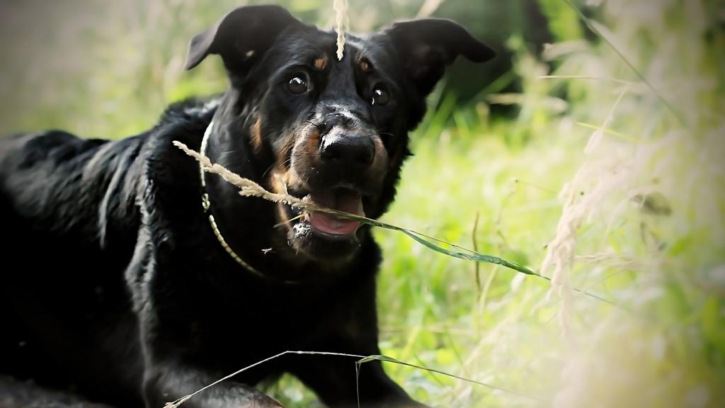 Beauceron