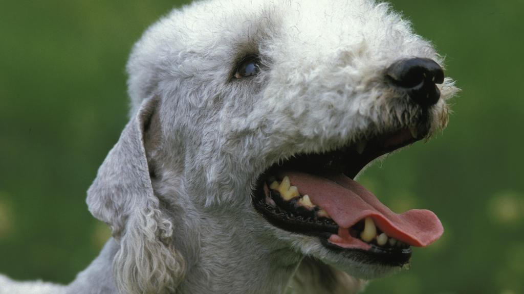 Exercise & Activity Needs icon