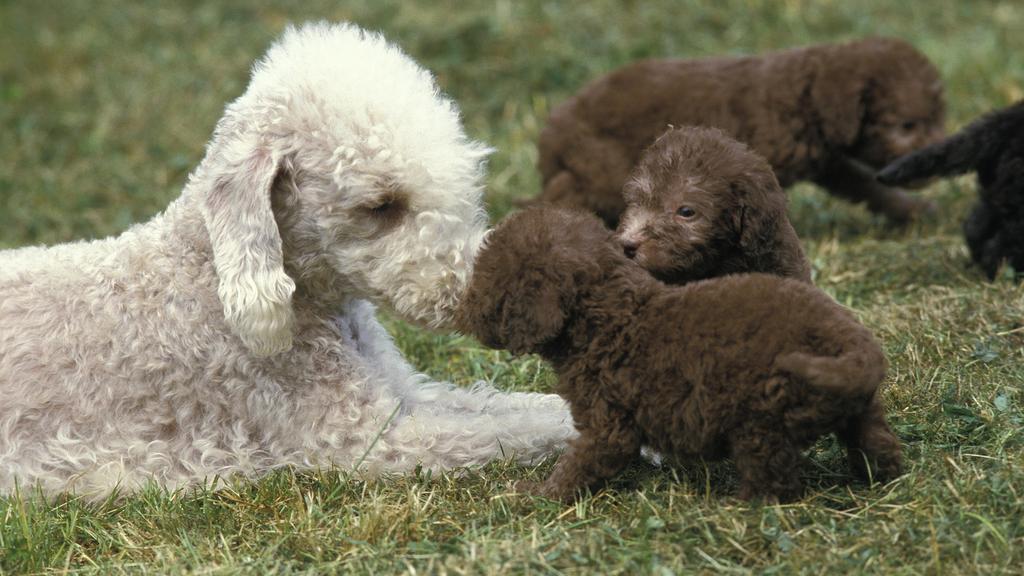 Bedlington Terrier