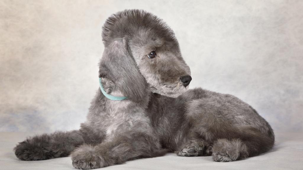 Bedlington Terrier