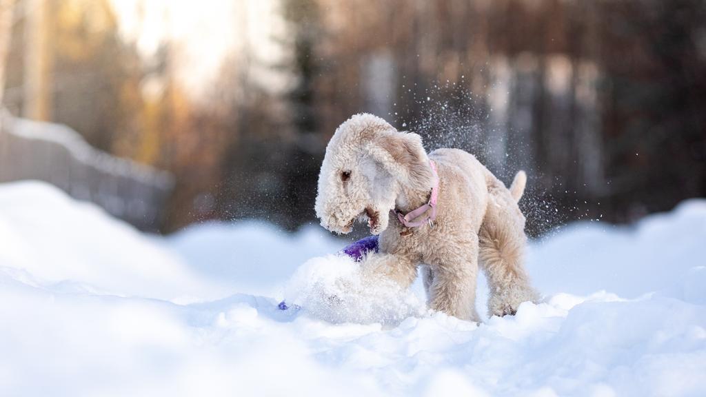 Grooming & Health icon