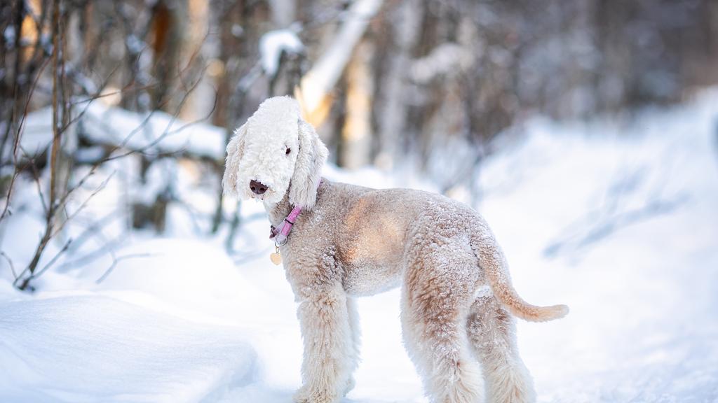 Bedlington Terrier