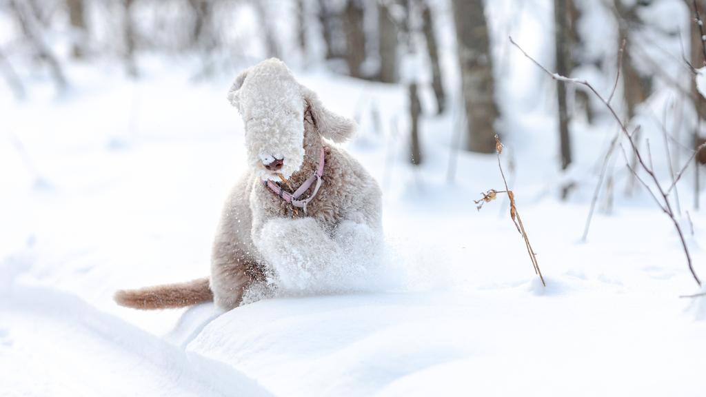 Bedlington Terrier
