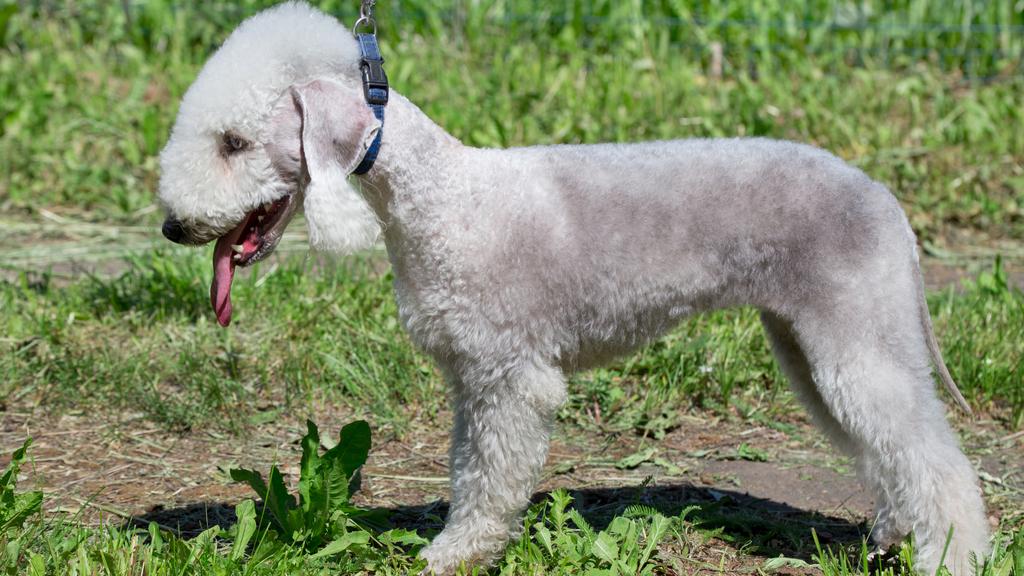 Bedlington Terrier