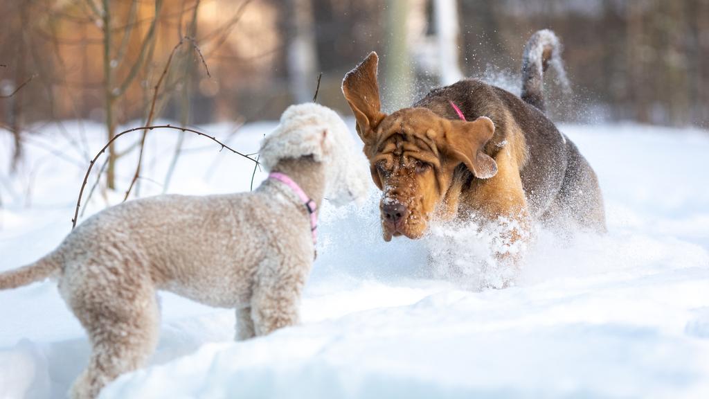 Bedlington Terrier