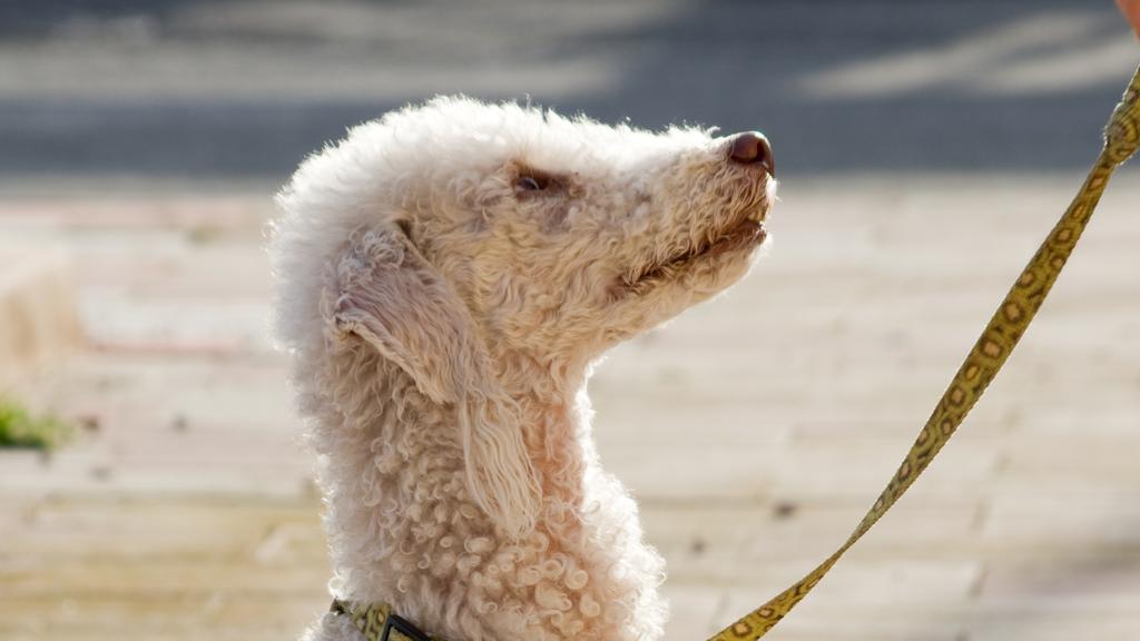 Bedlington Terrier