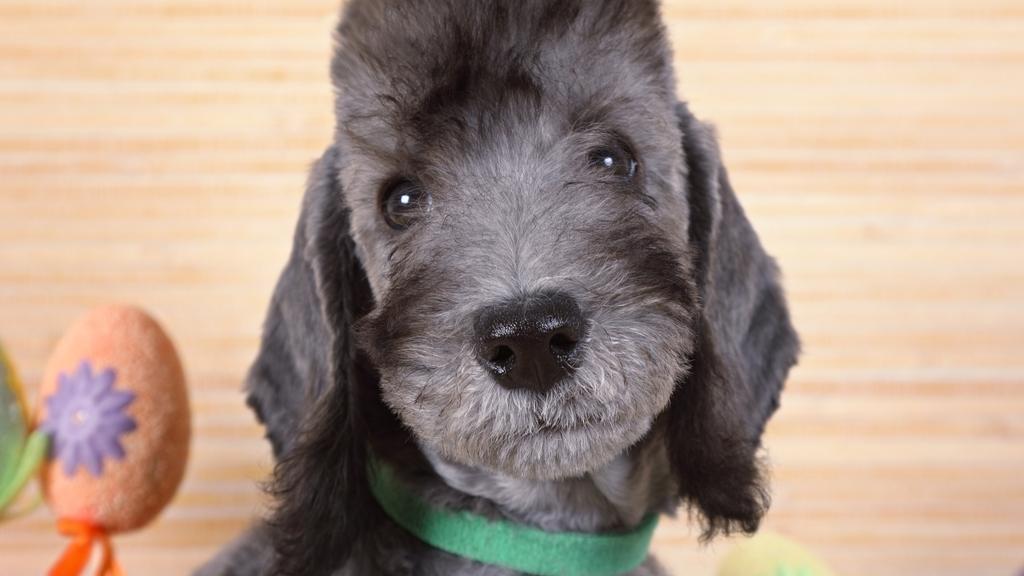 Basic Information icon